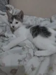 Ravi