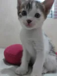 Ravi