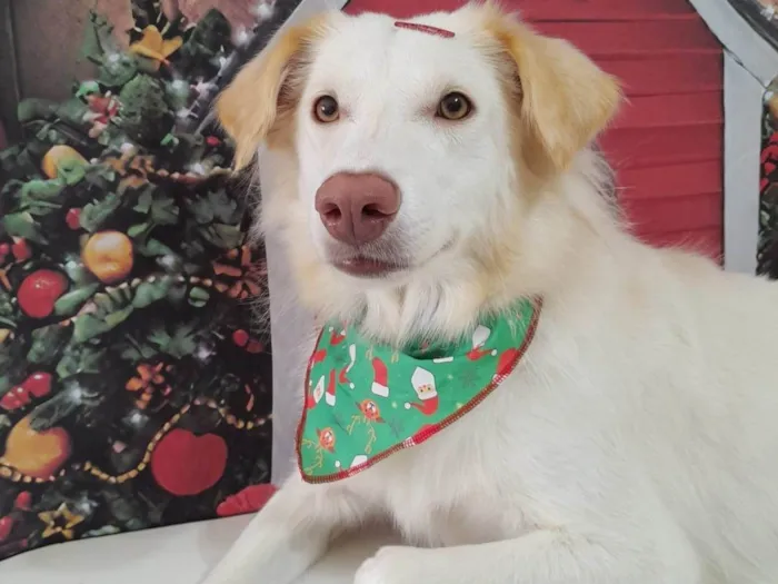 Cachorro ra a Borden Collie  idade 2 anos nome NINA