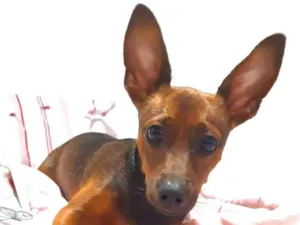 Cachorro raça Pinscher idade 2 anos nome Duke