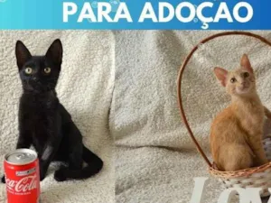 Gato raça SRD idade 2 a 6 meses nome COCA E FANTA