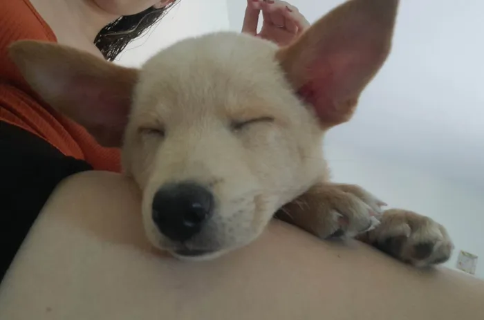 Cachorro ra a  idade Abaixo de 2 meses nome -
