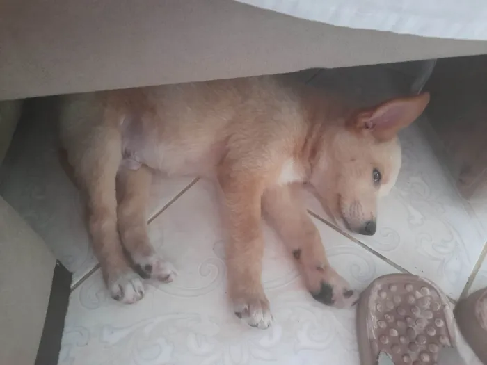 Cachorro ra a  idade Abaixo de 2 meses nome -