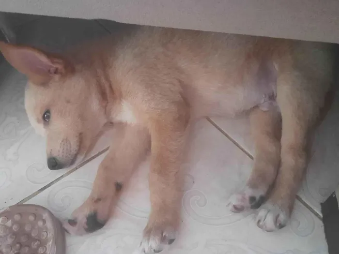Cachorro ra a  idade Abaixo de 2 meses nome -