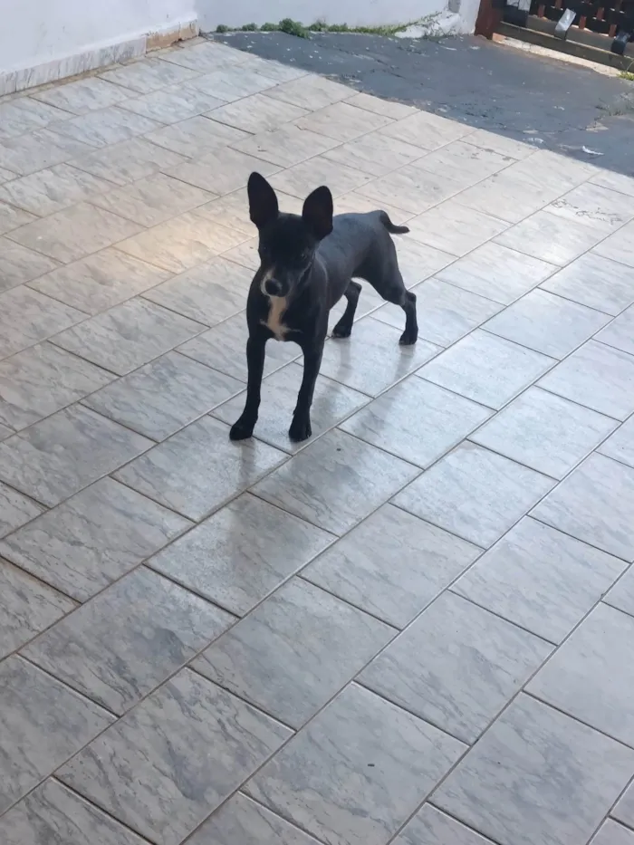 Cachorro ra a Pinscher misturado com raça desconhecido  idade 2 a 6 meses nome Pichula