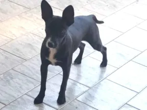 Cachorro raça Pinscher misturado com raça desconhecido  idade 2 a 6 meses nome Pichula