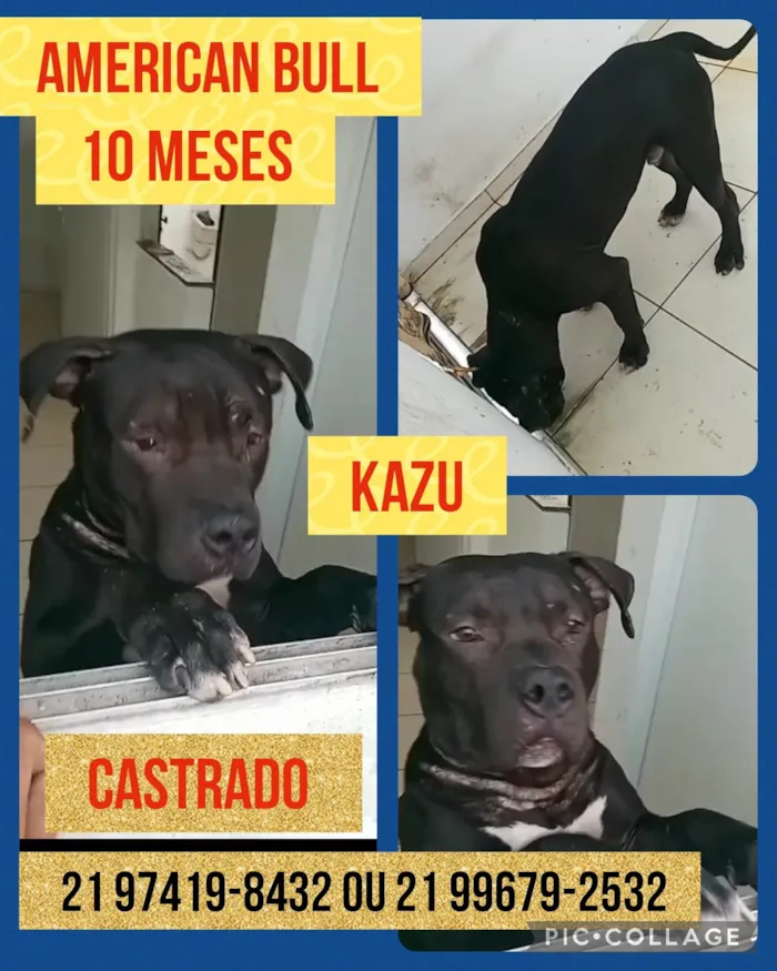 Cachorro ra a American Bull  idade 7 a 11 meses nome Kazu