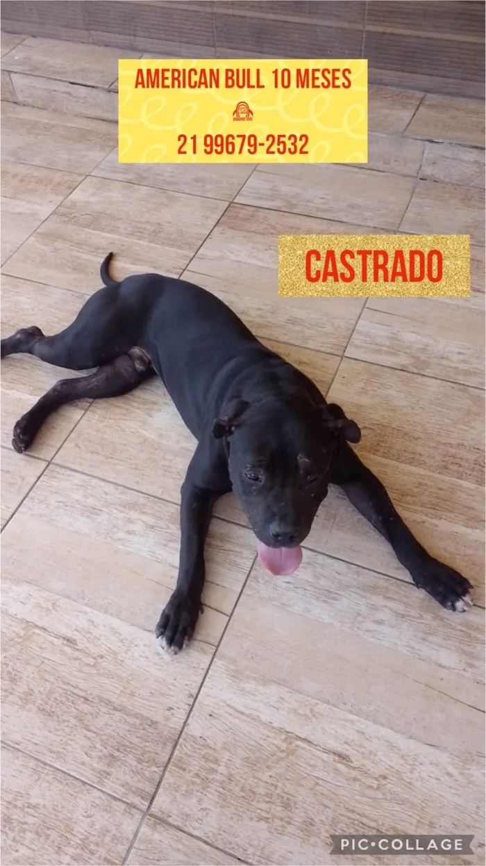 Cachorro ra a American Bull  idade 7 a 11 meses nome Kazu