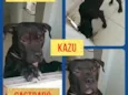Kazu