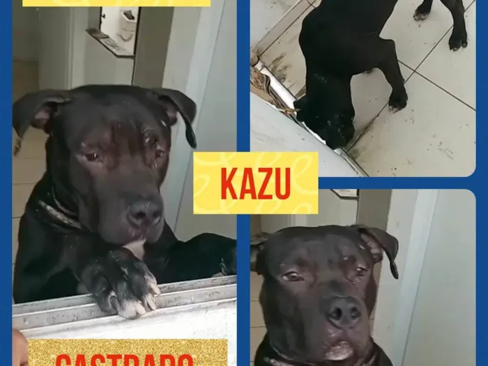 Cachorro ra a American Bull  idade 7 a 11 meses nome Kazu
