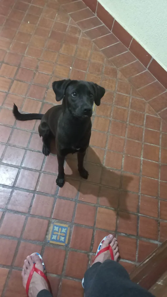 Cachorro ra a Mista idade 7 a 11 meses nome Saori