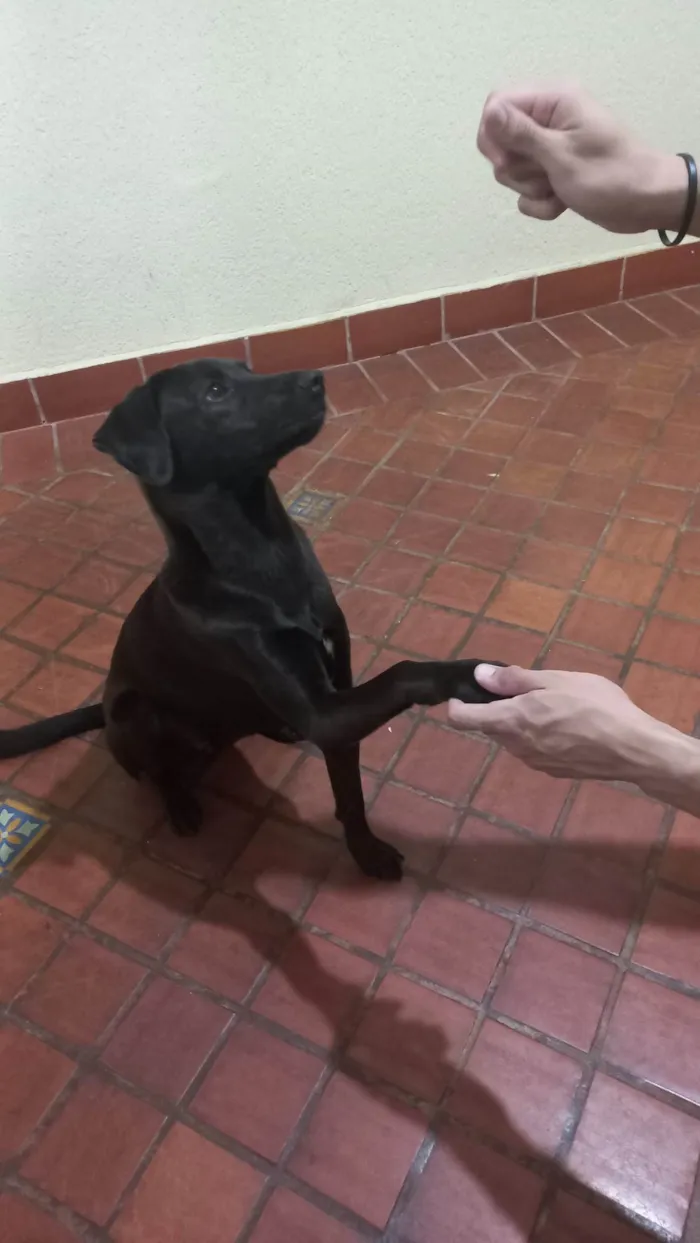 Cachorro ra a Mista idade 7 a 11 meses nome Saori