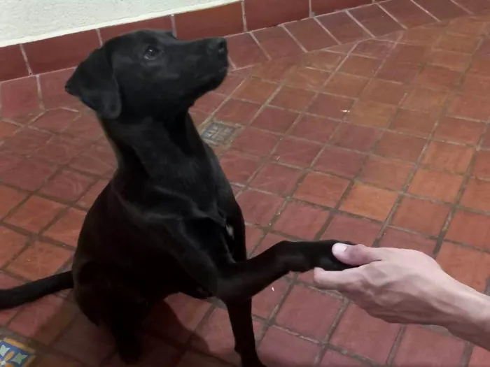 Cachorro ra a Mista idade 7 a 11 meses nome Saori