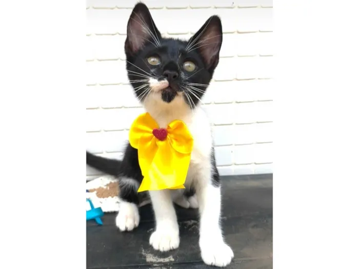 Gato ra a SRD-ViraLata idade 2 a 6 meses nome Talita