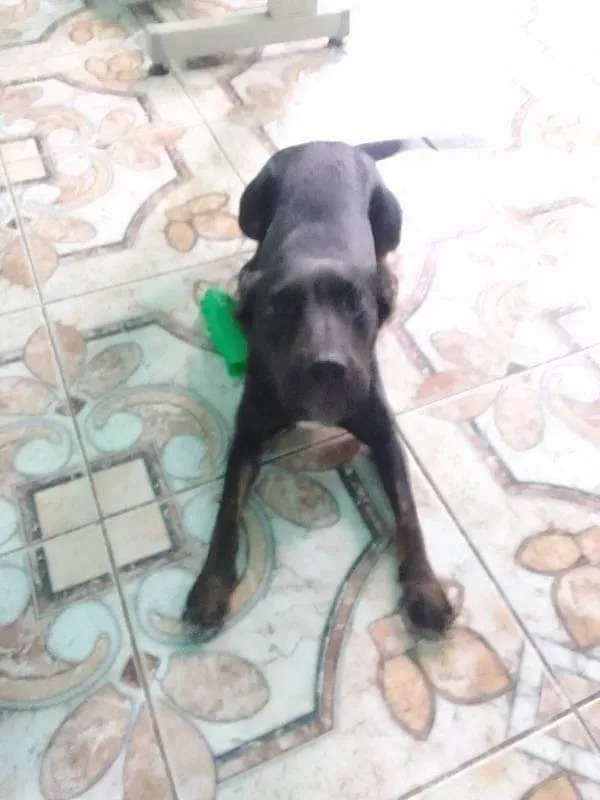 Cachorro ra a SRD-ViraLata idade 1 ano nome Mel