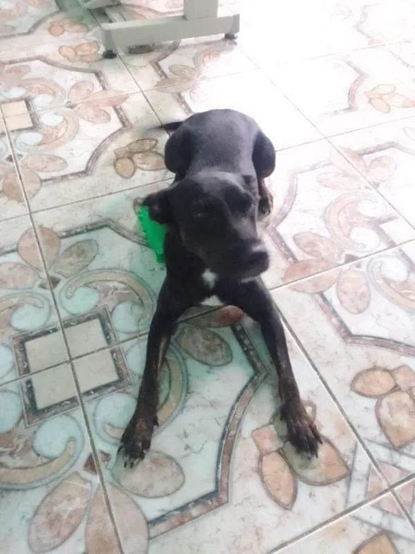 Cachorro ra a SRD-ViraLata idade 1 ano nome Mel