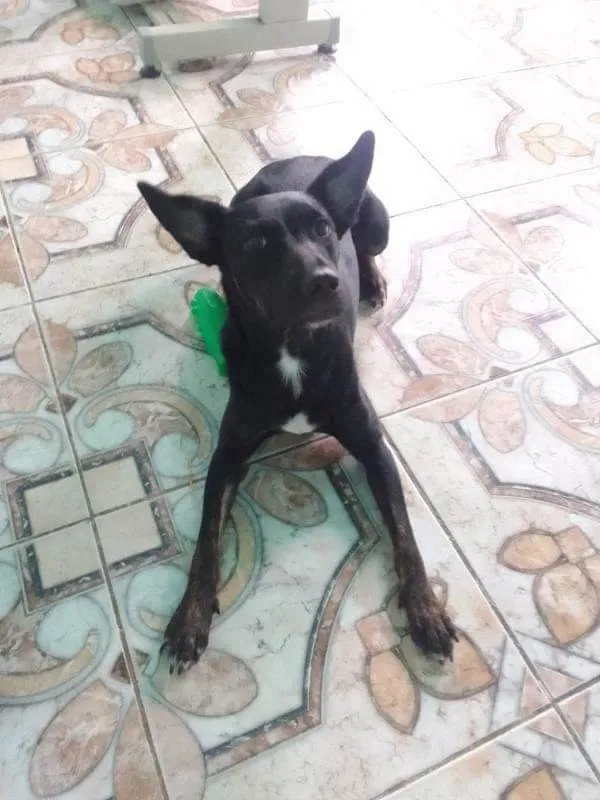 Cachorro ra a SRD-ViraLata idade 1 ano nome Mel