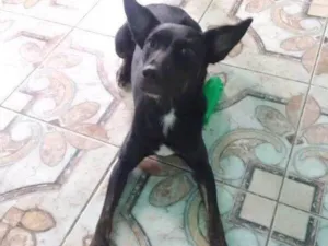 Cachorro raça SRD-ViraLata idade 1 ano nome Mel