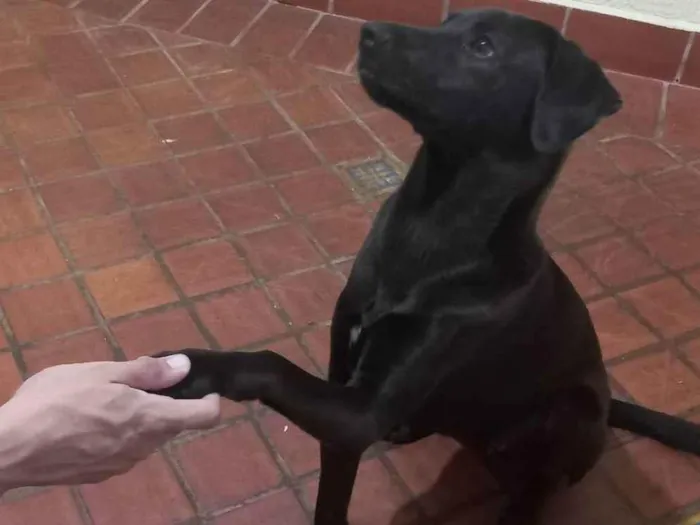 Cachorro ra a Mista idade 7 a 11 meses nome Saori