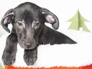 Cachorro raça SRD-ViraLata idade 2 a 6 meses nome Leleco 