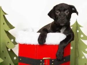 Cachorro raça SRD-ViraLata idade 2 a 6 meses nome Jorginho 