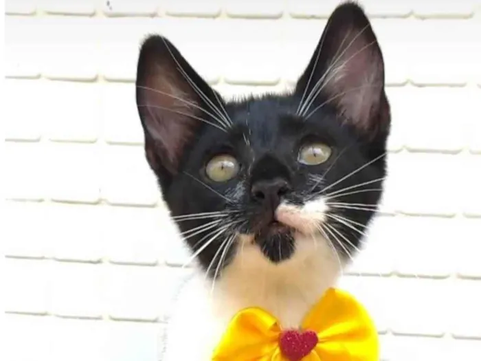 Gato ra a SRD-ViraLata idade 2 a 6 meses nome Talita
