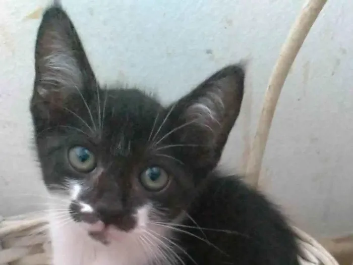 Gato ra a SRD-ViraLata idade 2 a 6 meses nome Minji