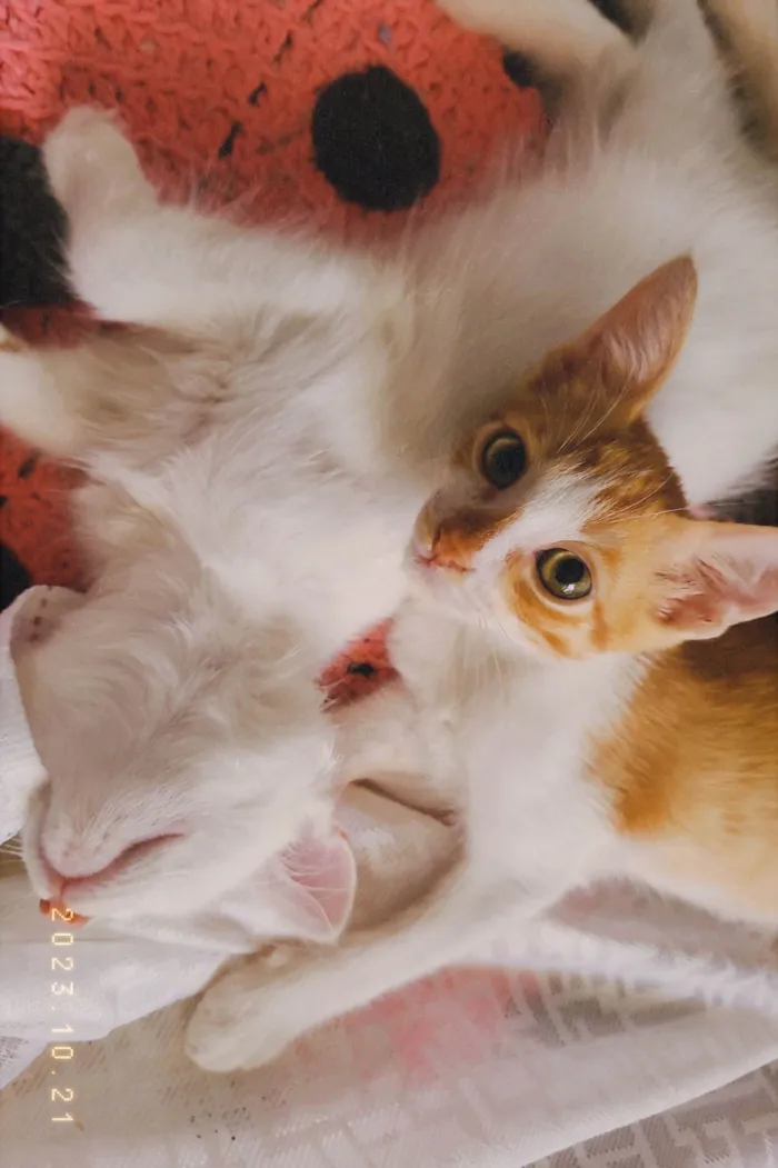 Gato ra a SRD-ViraLata idade 2 a 6 meses nome Garfield 