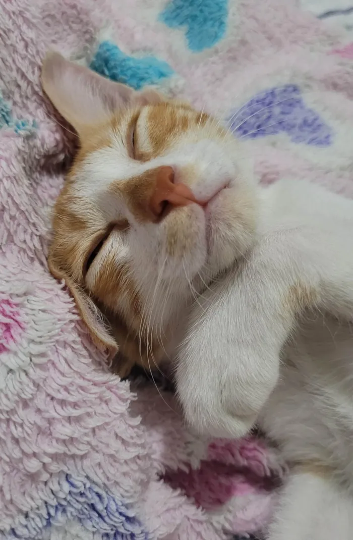 Gato ra a SRD-ViraLata idade 2 a 6 meses nome Garfield 