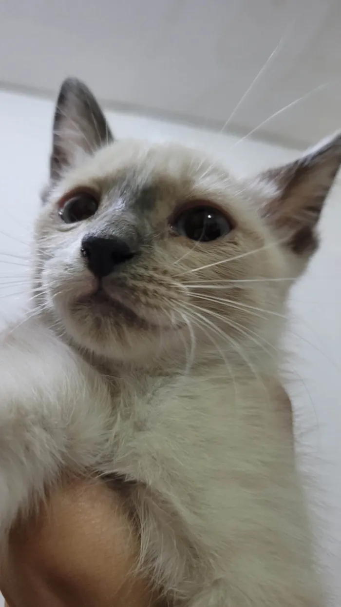 Gato ra a SRD-ViraLata idade 2 a 6 meses nome Mumu