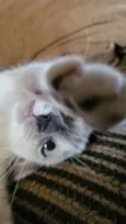 Mumu