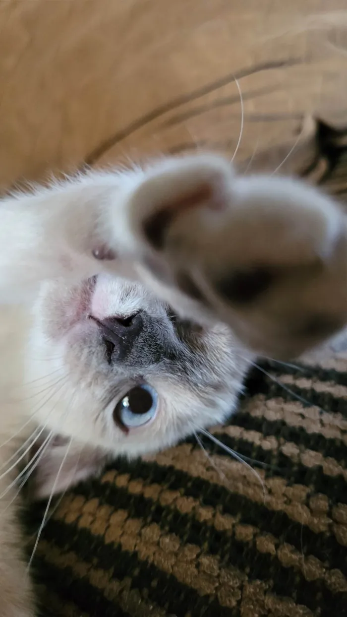 Gato ra a SRD-ViraLata idade 2 a 6 meses nome Mumu