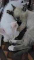 Mumu
