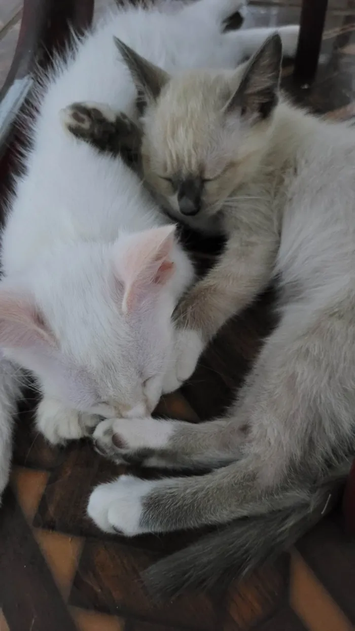 Gato ra a SRD-ViraLata idade 2 a 6 meses nome Mumu