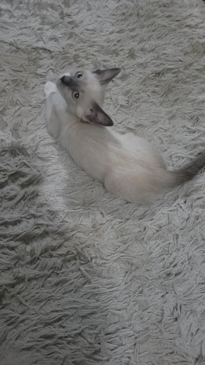 Gato ra a SRD-ViraLata idade 2 a 6 meses nome Mumu
