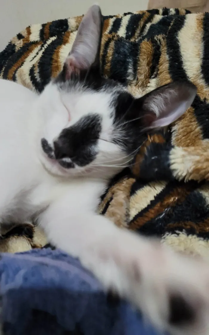 Gato ra a SRD-ViraLata idade 2 a 6 meses nome Panda