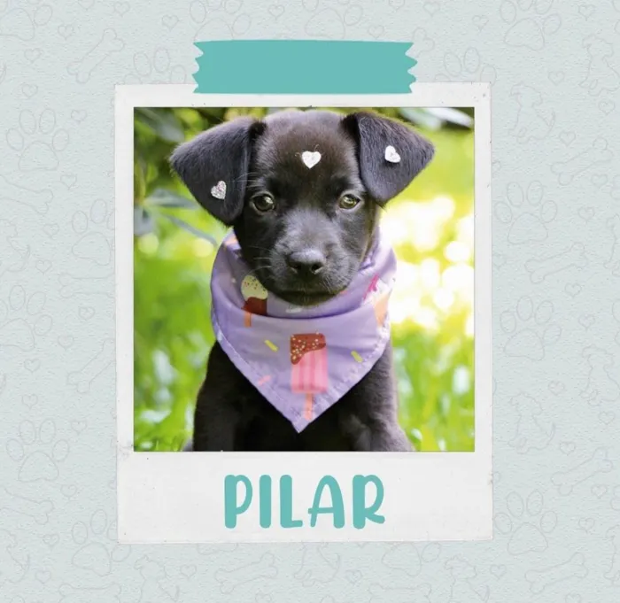 Cachorro ra a SRD-ViraLata idade 2 a 6 meses nome Pilar