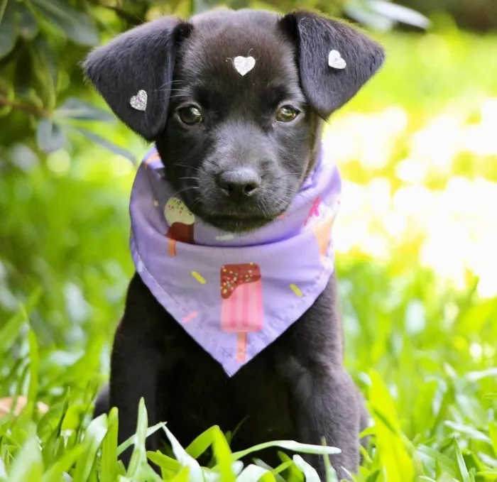 Cachorro ra a SRD-ViraLata idade 2 a 6 meses nome Pilar