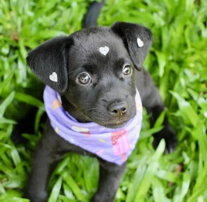 Cachorro ra a SRD-ViraLata idade 2 a 6 meses nome Pilar
