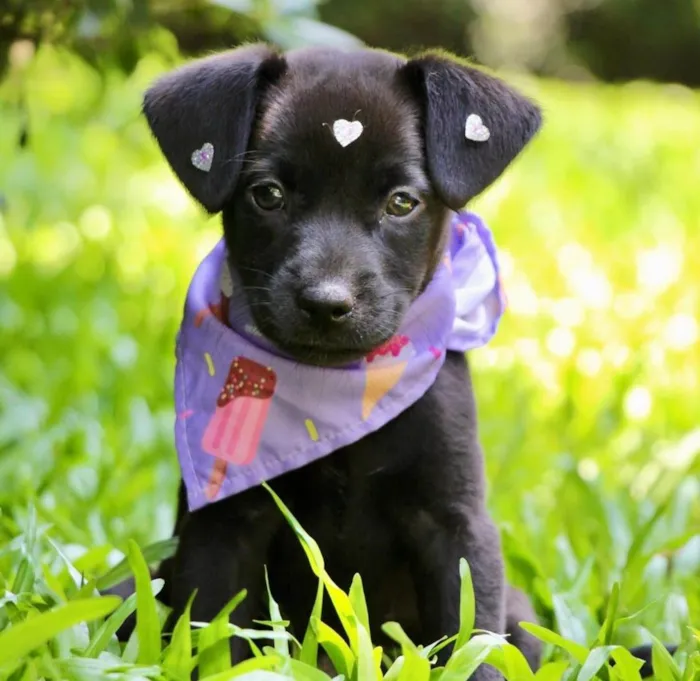 Cachorro ra a SRD-ViraLata idade 2 a 6 meses nome Pilar