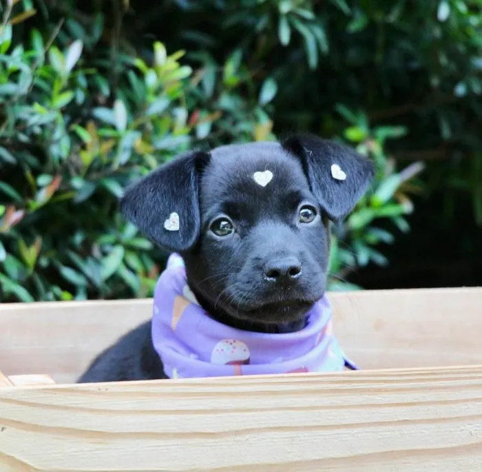 Cachorro ra a SRD-ViraLata idade 2 a 6 meses nome Pilar