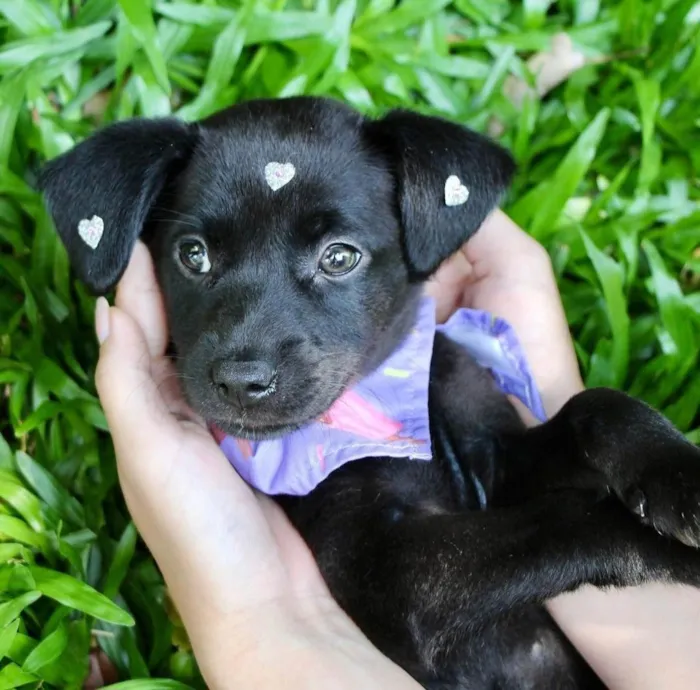 Cachorro ra a SRD-ViraLata idade 2 a 6 meses nome Pilar