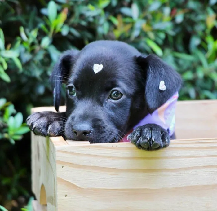 Cachorro ra a SRD-ViraLata idade 2 a 6 meses nome Pilar
