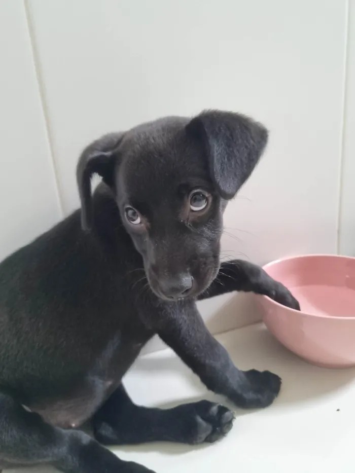 Cachorro ra a SRD-ViraLata idade 2 a 6 meses nome Pilar