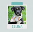 Celina