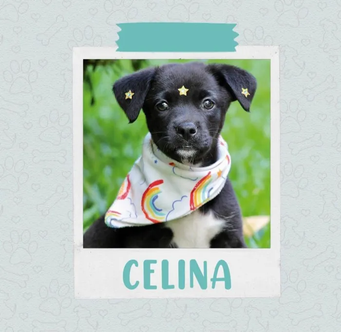 Cachorro ra a SRD-ViraLata idade 2 a 6 meses nome Celina