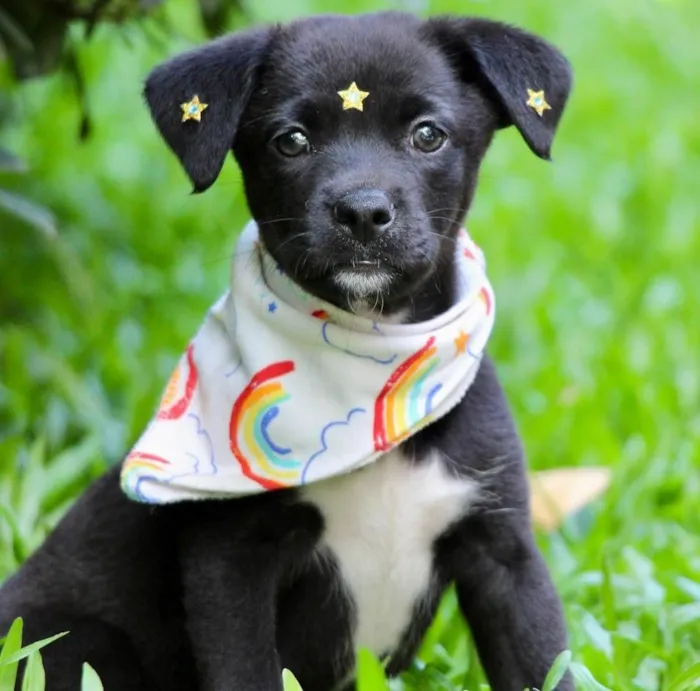 Cachorro ra a SRD-ViraLata idade 2 a 6 meses nome Celina