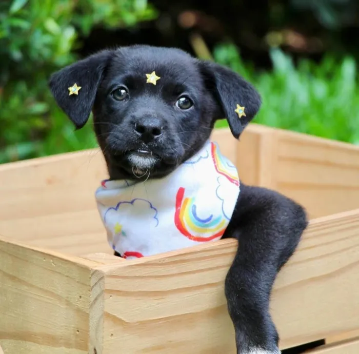Cachorro ra a SRD-ViraLata idade 2 a 6 meses nome Celina