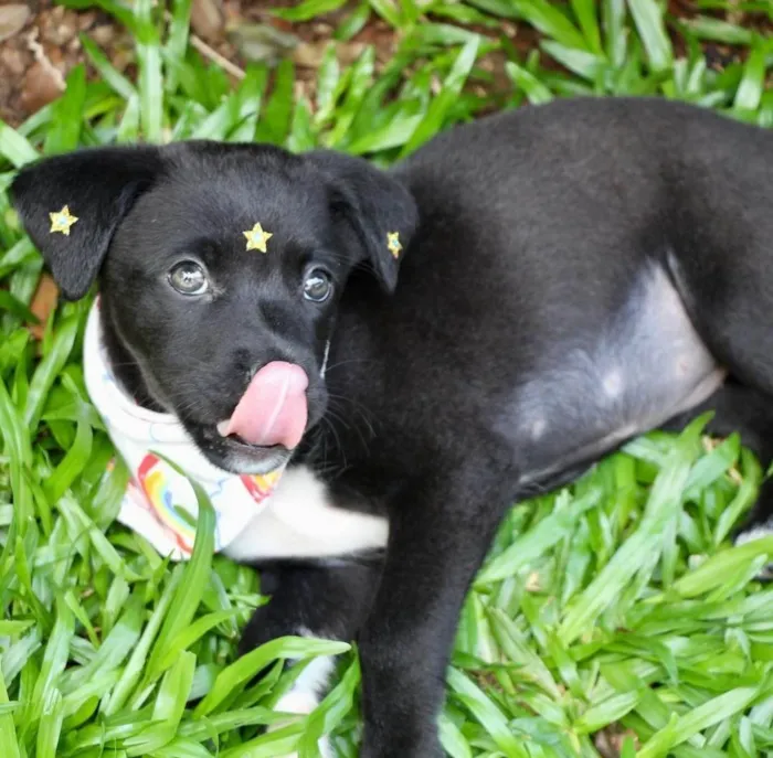 Cachorro ra a SRD-ViraLata idade 2 a 6 meses nome Celina