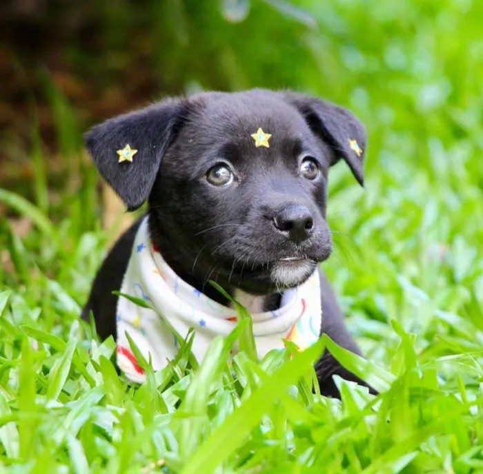 Cachorro ra a SRD-ViraLata idade 2 a 6 meses nome Celina